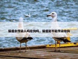 猫瘟会传染人吗给狗吗，猫瘟能不能传染给狗