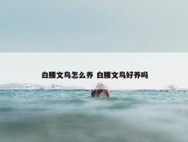 白腰文鸟怎么养 白腰文鸟好养吗