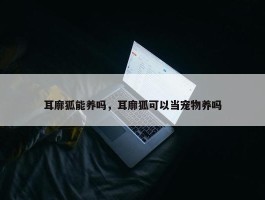 耳廓狐能养吗，耳廓狐可以当宠物养吗