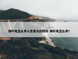 枫叶龟怎么养人生更大的转折 枫叶龟怎么养?