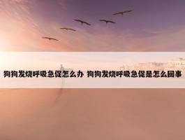 狗狗发烧呼吸急促怎么办 狗狗发烧呼吸急促是怎么回事