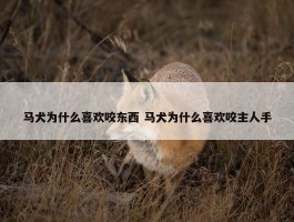 马犬为什么喜欢咬东西 马犬为什么喜欢咬主人手