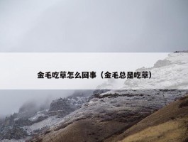 金毛吃草怎么回事（金毛总是吃草）