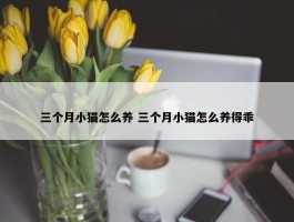 三个月小猫怎么养 三个月小猫怎么养得乖