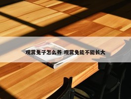 观赏兔子怎么养 观赏兔能不能长大