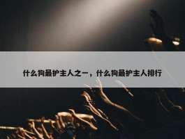 什么狗最护主人之一，什么狗最护主人排行