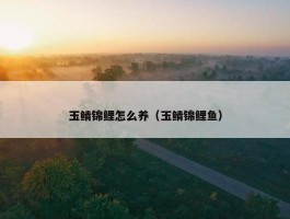 玉鲭锦鲤怎么养（玉鲭锦鲤鱼）