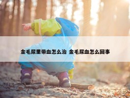 金毛尿里带血怎么治 金毛尿血怎么回事