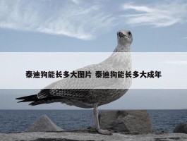 泰迪狗能长多大图片 泰迪狗能长多大成年