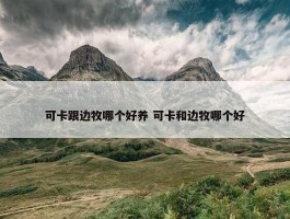 可卡跟边牧哪个好养 可卡和边牧哪个好