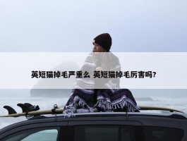 英短猫掉毛严重么 英短猫掉毛厉害吗?