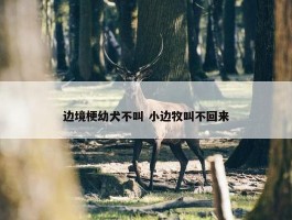 边境梗幼犬不叫 小边牧叫不回来