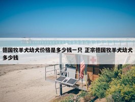 德国牧羊犬幼犬价格是多少钱一只 正宗德国牧羊犬幼犬多少钱