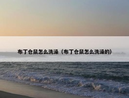 布丁仓鼠怎么洗澡（布丁仓鼠怎么洗澡的）