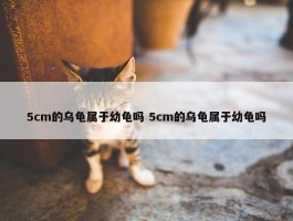 5cm的乌龟属于幼龟吗 5cm的乌龟属于幼龟吗