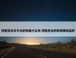 棕色短毛长不大的狗是什么狗 棕色短毛的狗有哪些品种