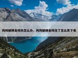 狗狗被蜱虫咬伤怎么办，狗狗被蜱虫咬住了怎么弄下来