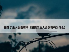 猫死了主人会倒霉吗（猫死了主人会倒霉吗为什么）