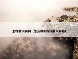 怎样教训狗狗（怎么教训狗狗脾气暴躁）