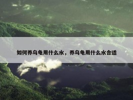 如何养乌龟用什么水，养乌龟用什么水合适