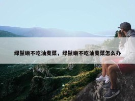 绿鬣蜥不吃油麦菜，绿鬣蜥不吃油麦菜怎么办