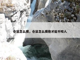 仓鼠怎么摸，仓鼠怎么摸他才能不咬人