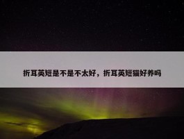 折耳英短是不是不太好，折耳英短猫好养吗