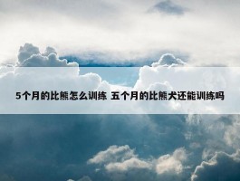 5个月的比熊怎么训练 五个月的比熊犬还能训练吗