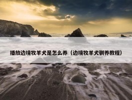 播放边境牧羊犬是怎么养（边境牧羊犬驯养教程）