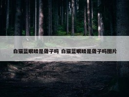 白猫蓝眼睛是聋子吗 白猫蓝眼睛是聋子吗图片