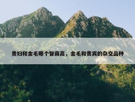 贵妇和金毛哪个智商高，金毛和贵宾的杂交品种