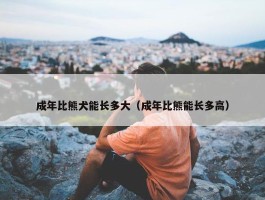 成年比熊犬能长多大（成年比熊能长多高）