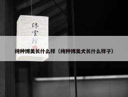 纯种博美长什么样（纯种博美犬长什么样子）