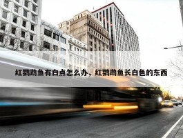 红鹦鹉鱼有白点怎么办，红鹦鹉鱼长白色的东西