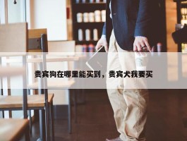 贵宾狗在哪里能买到，贵宾犬我要买