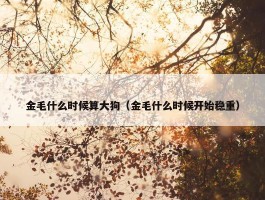 金毛什么时候算大狗（金毛什么时候开始稳重）