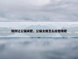 如何让公猫减肥，公猫太瘦怎么给他增肥