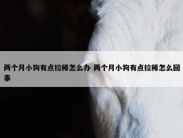 两个月小狗有点拉稀怎么办 两个月小狗有点拉稀怎么回事