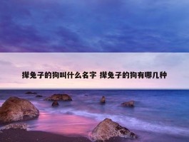 撵兔子的狗叫什么名字 撵兔子的狗有哪几种