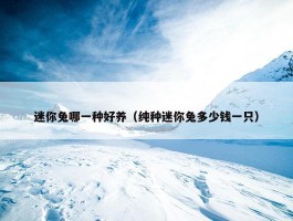 迷你兔哪一种好养（纯种迷你兔多少钱一只）