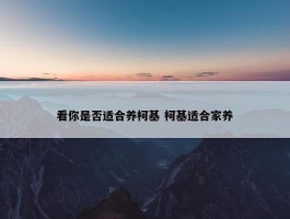 看你是否适合养柯基 柯基适合家养