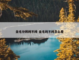 金毛分辨纯不纯 金毛纯不纯怎么看