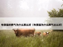 布偶猫的脾气为什么那么好（布偶猫为什么脾气这么好）