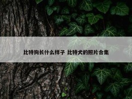 比特狗长什么样子 比特犬的照片合集