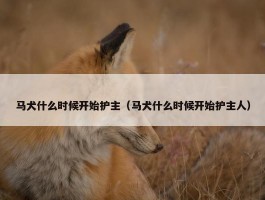 马犬什么时候开始护主（马犬什么时候开始护主人）