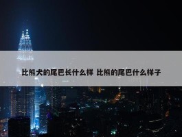 比熊犬的尾巴长什么样 比熊的尾巴什么样子