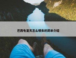 巴西龟夏天怎么喂食的简单介绍