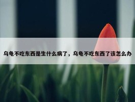 乌龟不吃东西是生什么病了，乌龟不吃东西了该怎么办