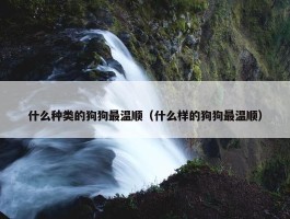 什么种类的狗狗最温顺（什么样的狗狗最温顺）