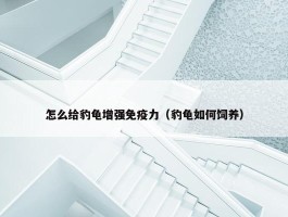 怎么给豹龟增强免疫力（豹龟如何饲养）